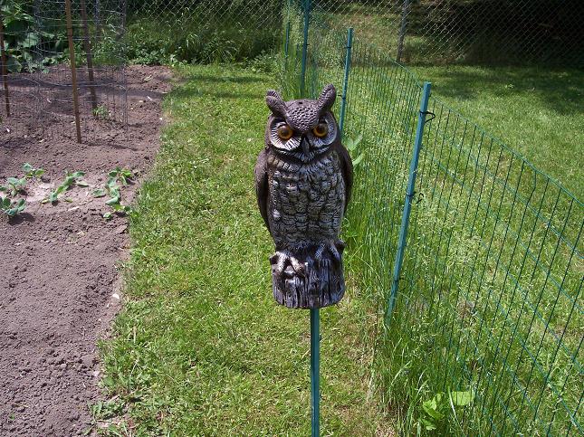 Guard Owl - Planting Day